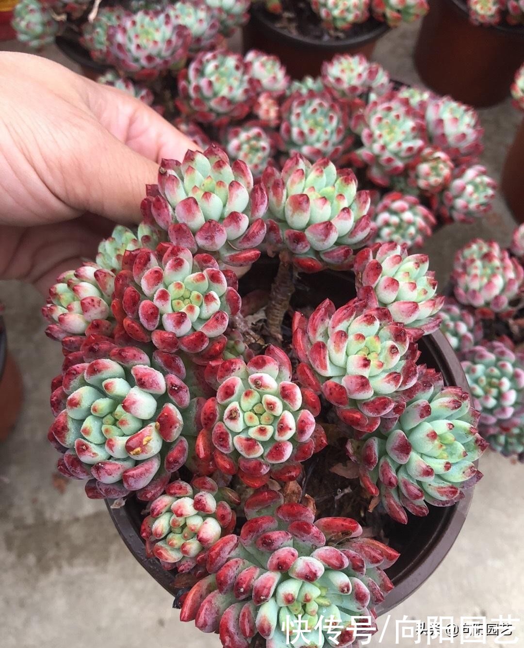 枯萎|夏天高温，多肉能不能买？当然可以买，种好以后别着急浇水