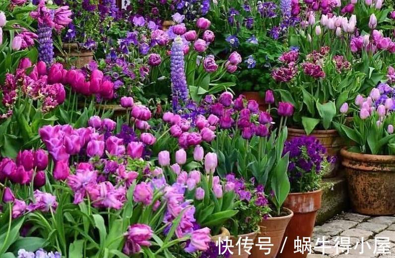 植株|花园不能没有它,鲁冰花一开成一片,五彩缤纷煞是好看