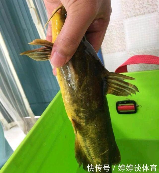 水质|罕见！黄河“巨型黄辣丁”被人钓起，钓友：太大了，还能吃吗