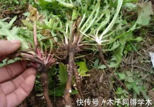 蒲公英泡水|蒲公英的叶子、根茎、花泡水喝,作用是否相同?日常牢记两不喝!