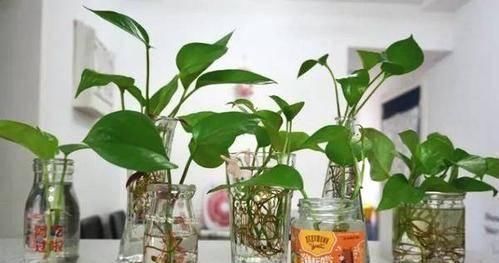 如果你经常这样浇花那你一辈子也养不好花种什么都不旺