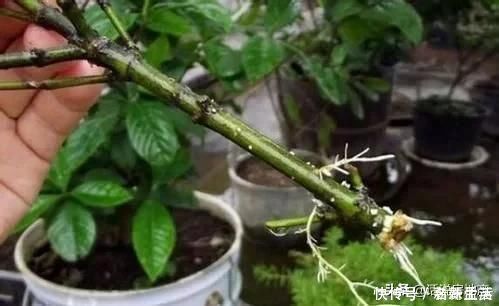 花盆|这种过期药片扔花盆里，不管多蔫的花一个劲疯长，不黄叶不烂根