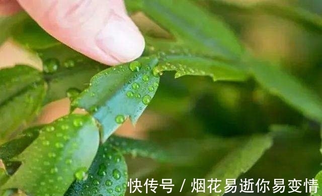 妙招|蟹爪兰干瘪了会死吗？教你3种挽救小妙招，让它“起死回生”