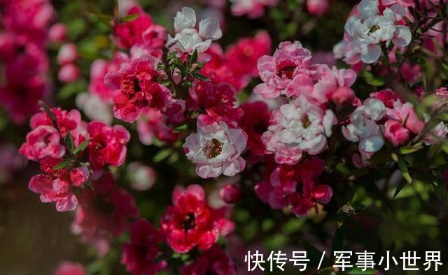 牡丹|太阳花里的“翘楚”,开花如牡丹,生长快速,开花还多
