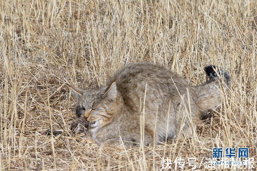 寻猫记|寻猫记：最难发现的荒漠猫现身