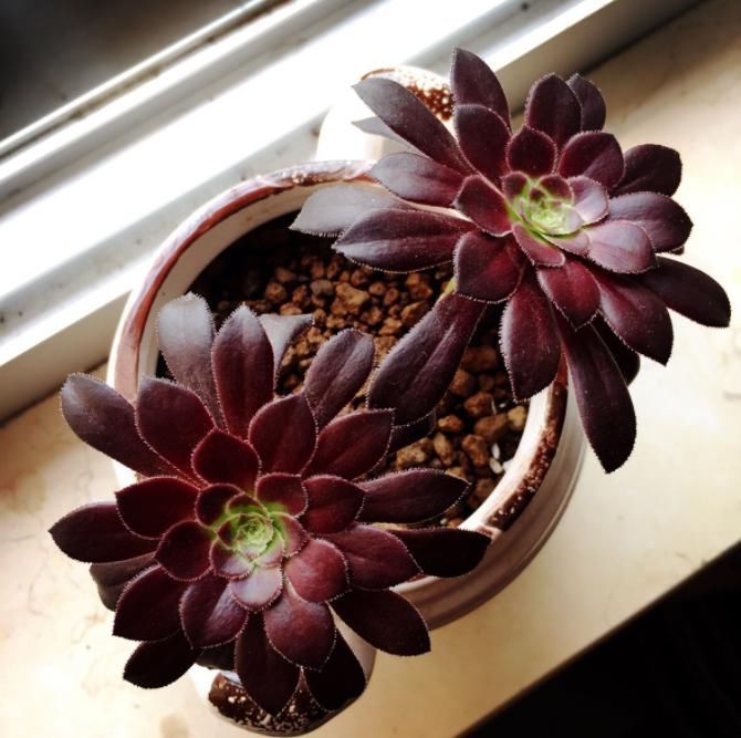 黑法师|有一种多肉叫黑法师，注意这4点，养成老桩价值高