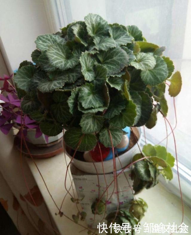 小花|有种小野草能开花,盆植无光也能活,可爱却很霸气