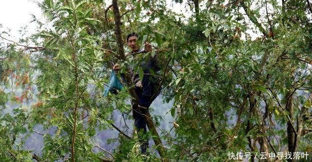 湖南邵阳绥宁一棵百年红豆杉，结满果实，当地人称为“一树红”