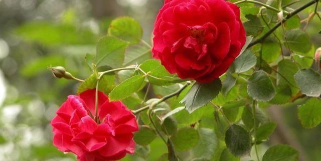 绚丽|此花是飞舞在水面上的火烈鸟,红艳绚丽,优雅妖娆,让人深深着迷