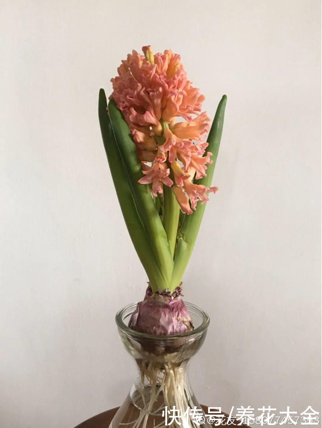 冬天好养的花，皮实不娇气，颜值高上档次，咋养都开花