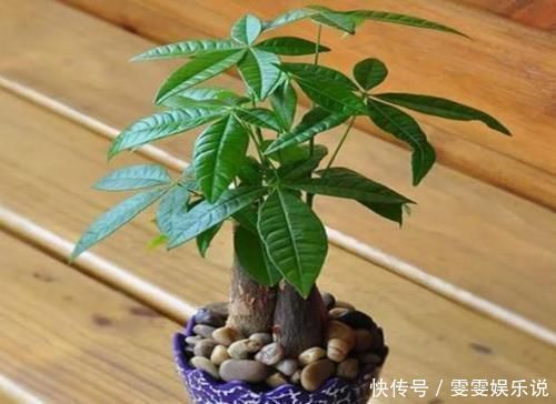 管理|盆栽发财树如何做好日常管理掌握4点,黄叶烂根也能救回来