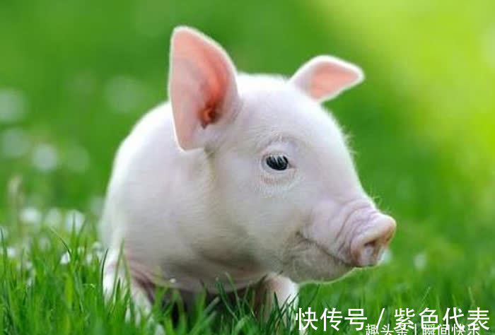 属猪|“十猪九苦”，生肖猪以下4月出生最好命，福泽深厚，贵人多助