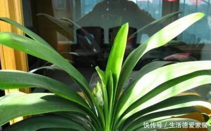 君子兰|李大爷只用它养君子兰,不花一分钱,1年开花2次全都爆盆