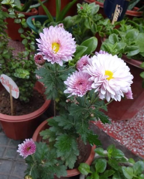  一年四季|养“2种花”就够了，个个开花爆盆，一年四季开花，值得养