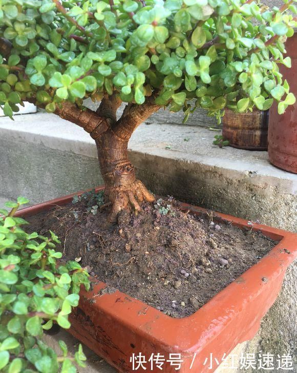 路边捡棵“小老桩”，回家浇点水，养了半个月，原来是盆金枝玉叶