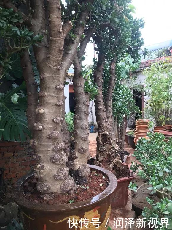 烂根|20年的玉树,10年的芦荟,枝干“胳膊粗”,是这样养成的