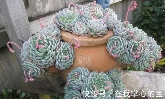 花友|刚买的多肉植物怎么养才不会死, 老花友给新手的8个建议