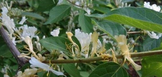 这“3种树”可了不起，比花要美，比5号香水要好闻，养1盆赚大了