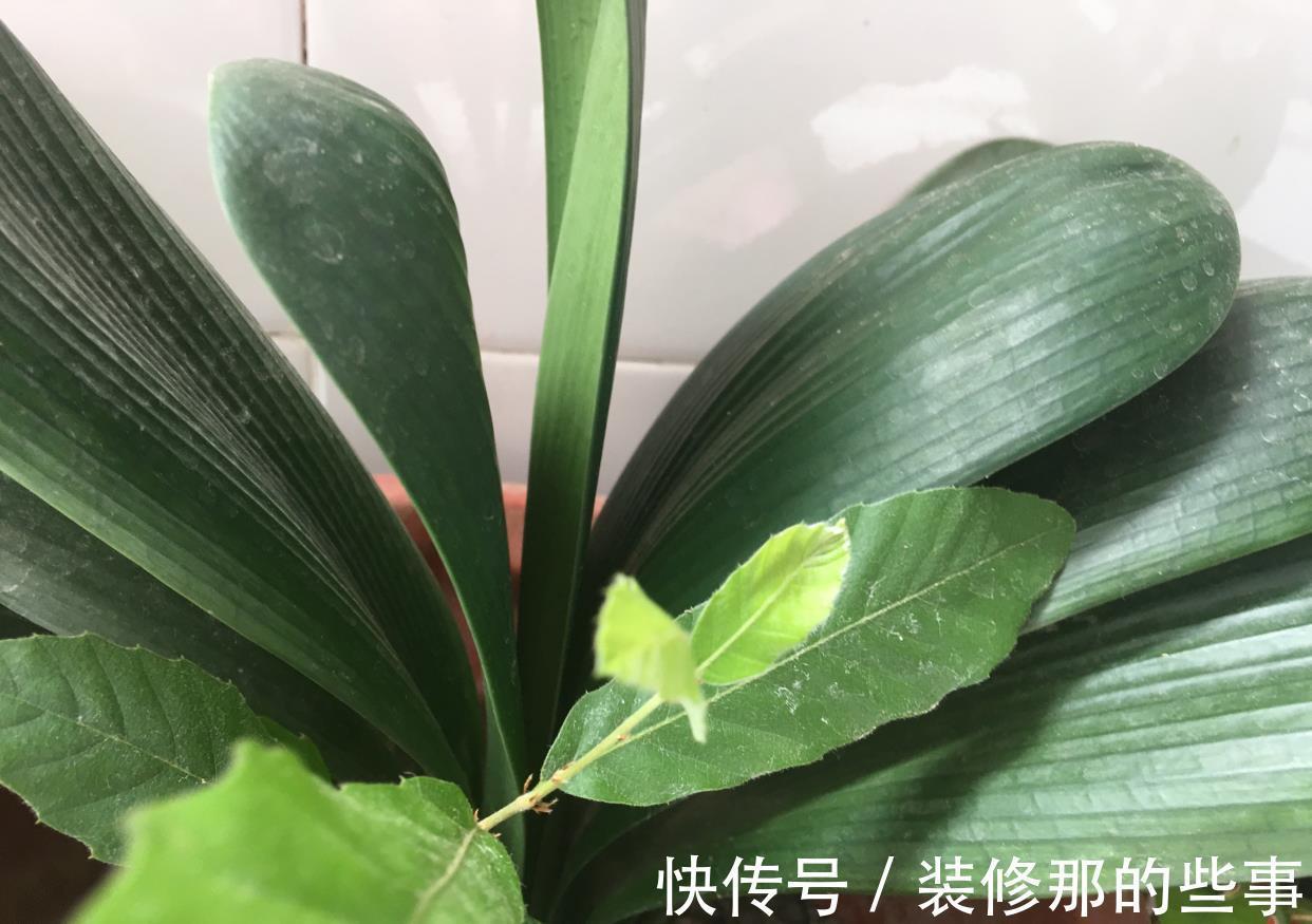 养花|夏季养花,记住8个字,轻松度夏,枝叶翠绿健壮生长