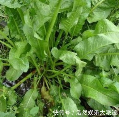 农村|农村以下喂猪的野草,能清热解毒,消肿止痛,凉血止血,你认识吗