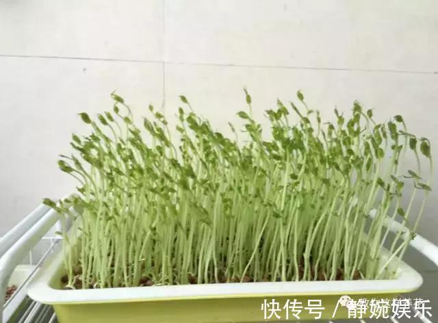 麻豌豆|学会纸上种菜,在家就能做菜农,青菜不用买!