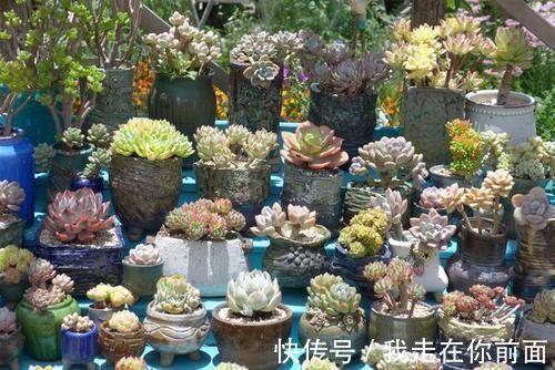 白雪公主|来自“童话里”的6款多肉,满满都是回忆,听名字就很想养上一盆