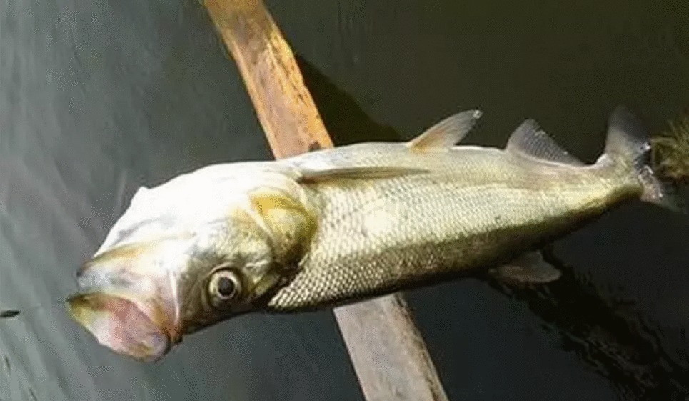 小伙用泥鳅钓翘嘴, 三年时间渔获破万斤, “缺德”钓法引众怒