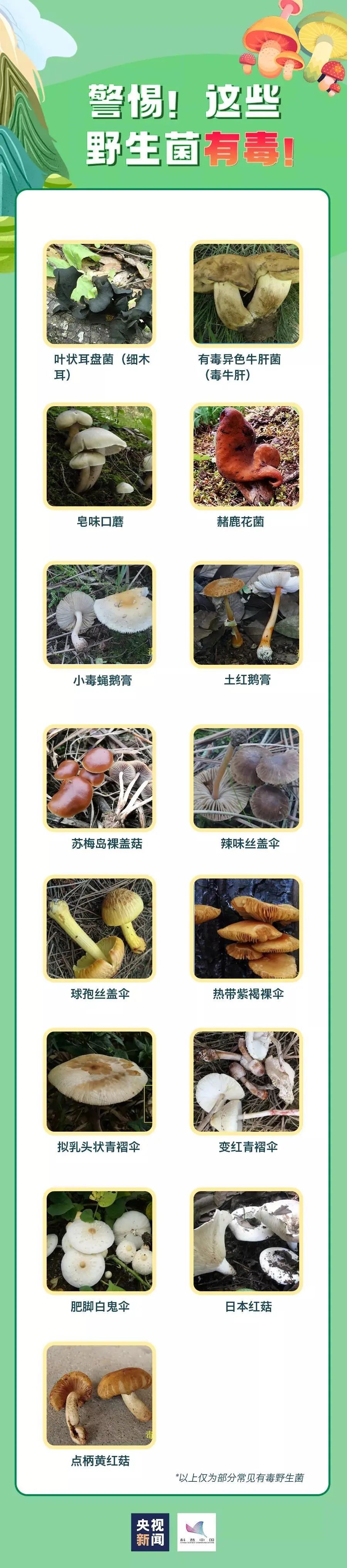 食用菇|警惕！春季谨防误食野生蘑菇中毒