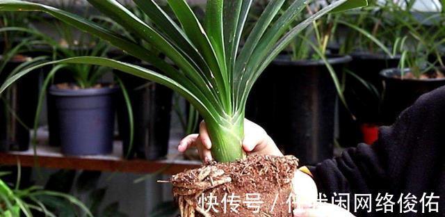 君子兰达到开花条件,总是不开花怎么办教你如何解决