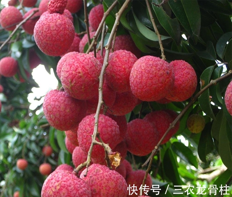 荔枝|养花不如栽果树,试试种几款果树,果子大又甜