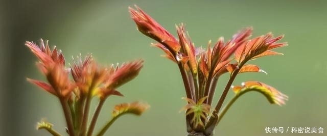 惊蛰之后,记得给家人吃“初春4鲜”,鲜嫩无比,顺时而食身体棒