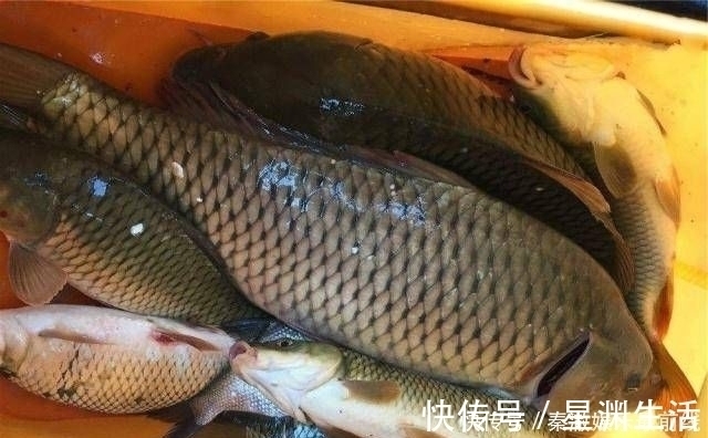 窝料|如果你想钓鱼,不要依赖商业鱼饵,你必须依赖它们