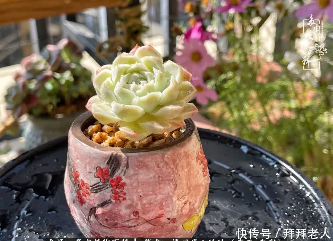 多肉与我,不负时光韶华!