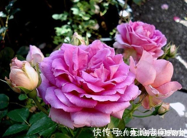 月季|20款紫色月季品种。浓香、抗病非常好养,天然紫色唯美盛开