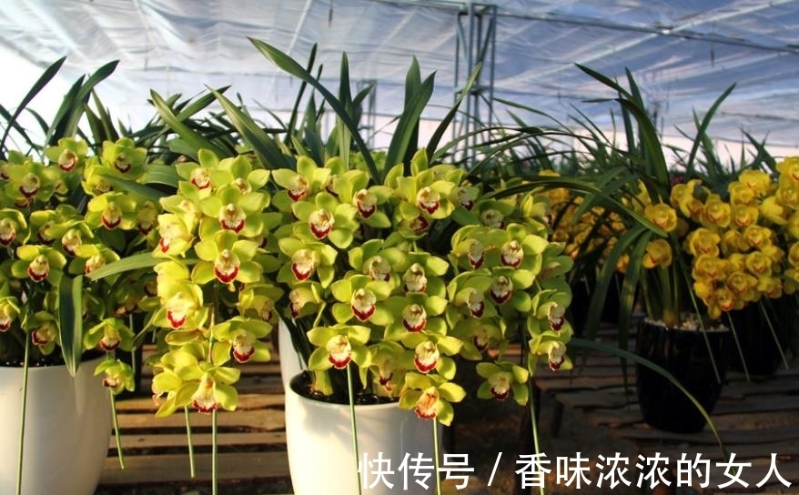 长势|秋冬家里采光差,可以种上3种花,有点散光就能开灿烂,美极了