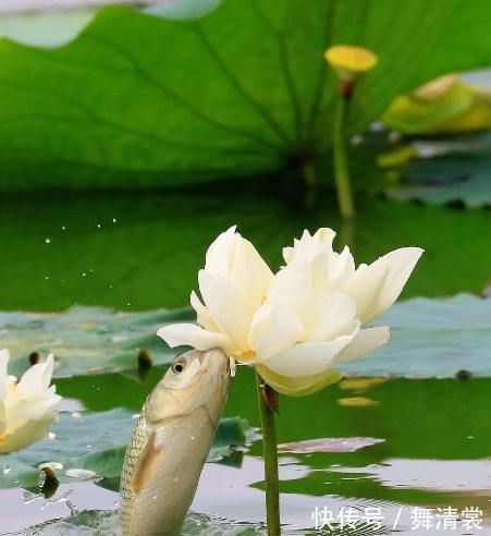 桃花运|到了年底，4属相吉星照耀，事业步步高升，生活顺风顺水