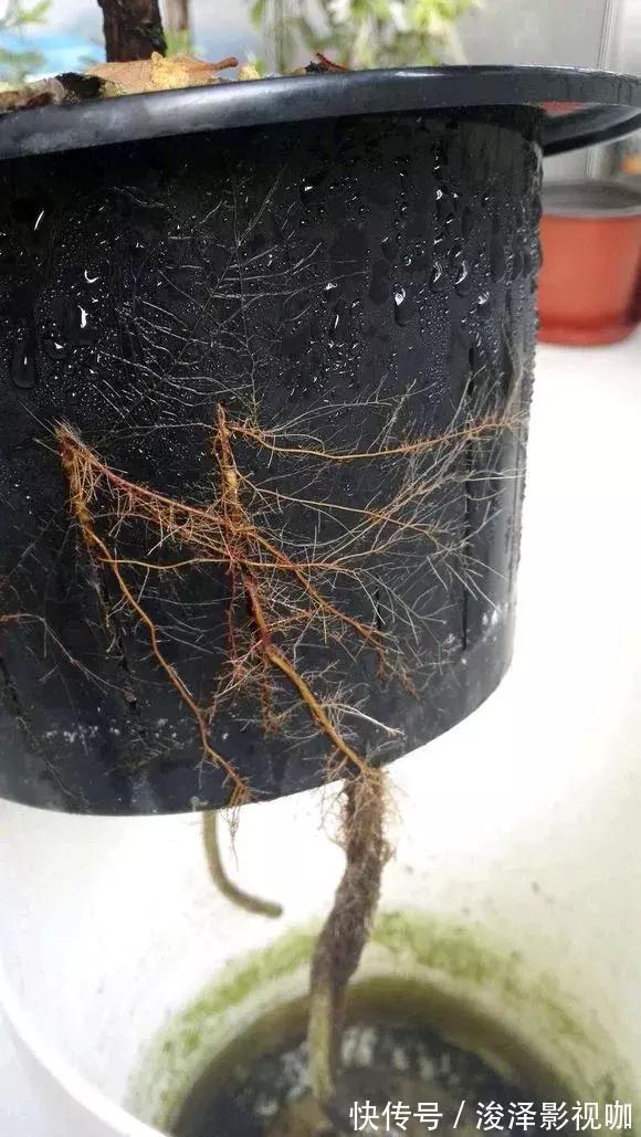 羊粪|路边捡来4种小东西,丢在盆底,一年不用施肥,也不怕烂根!