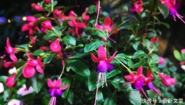 养花|家庭养花,怎么区分“酸性土”和“碱性土”告诉你个小方法