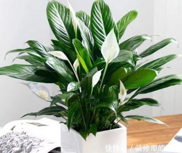 几款花卉,香气浓郁比香水还好闻,家中芳香四溢