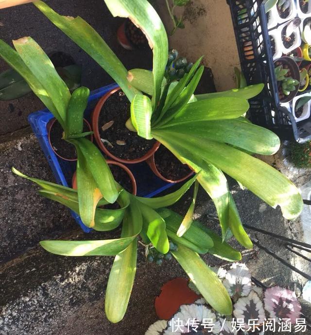 10种不能淋雨的花,淋完雨就死,盆栽养花注意事项