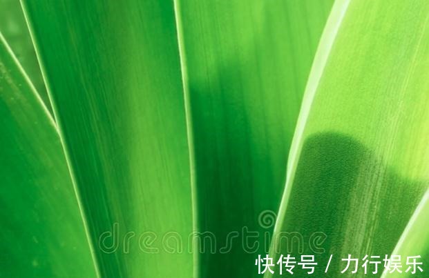 饼肥|提高君子兰开花率的4种“宝贝”，第一种免费，第四种自己能制作