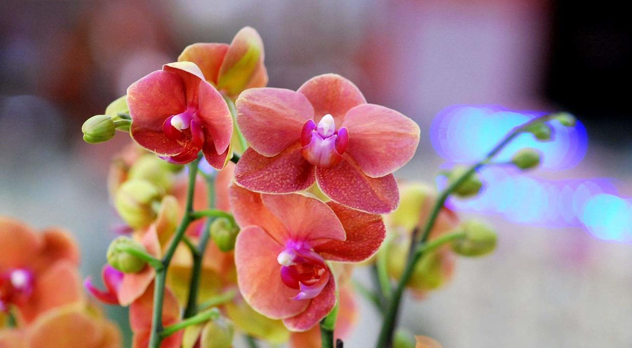 解决|蝴蝶兰叶片发软开花不积极,哪里出了问题,先从这2点解决