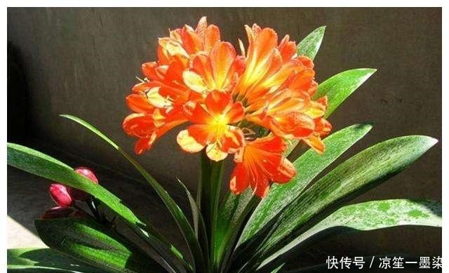 花卉|新手养君子兰“老乱放”要是摆到这“4处”,1个月后等着来收盆!