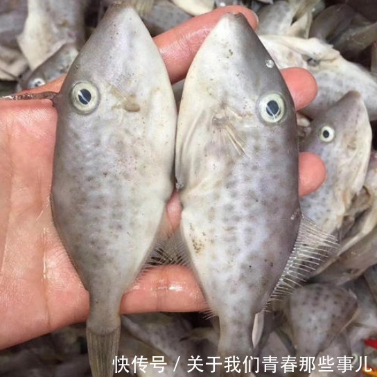 马面鱼|这种鱼“没脸没皮”，价格低廉，很多人看不上，懂行的人经常买