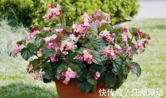 花卉|养花试试这款,养在庭院中具有良好的绿化和美学效果