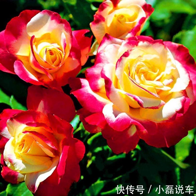 种花|4种花自带财运,家里养一盆,招财纳福好运来,越养越喜欢