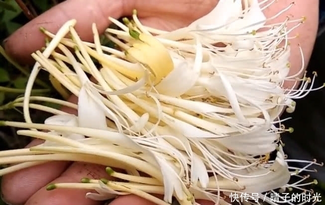 一种野草花开价值便高,是一味天然好药材,见着还请珍惜摘回家