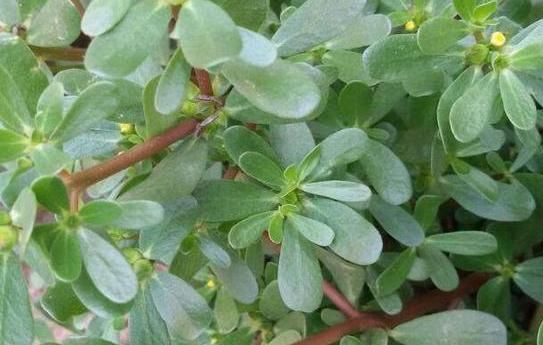 并非所有野菜都是“天然药”,别吃第6个,来了解下原因