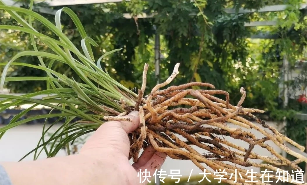 兰花烂根后最怕什么?正确处理有技巧,这4种会加速兰花枯死