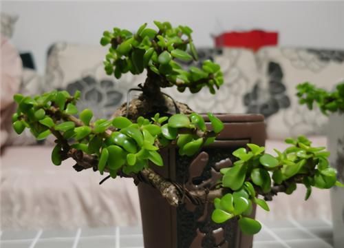 枝叶|养金枝玉叶,年年都要剪,养成盆景价更高,越老越值钱